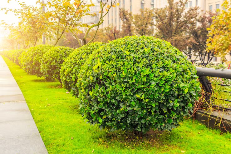 Shrubs