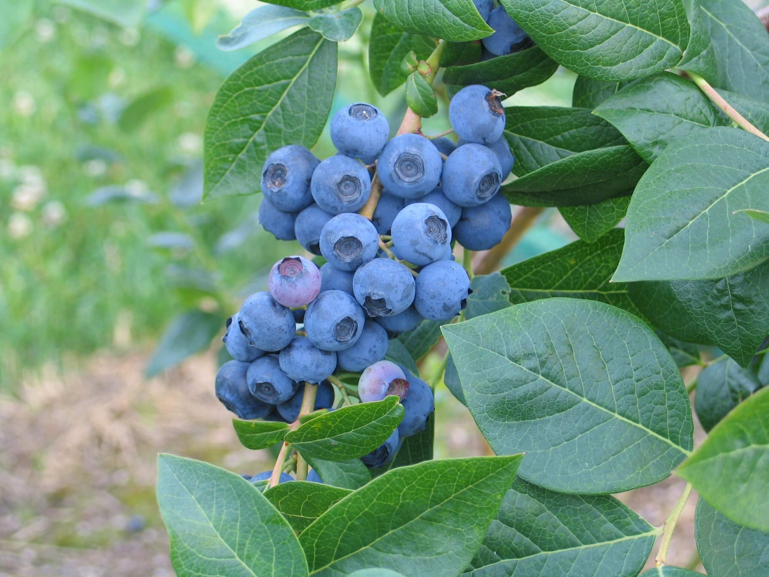 Highbush blueberry Deer Solution