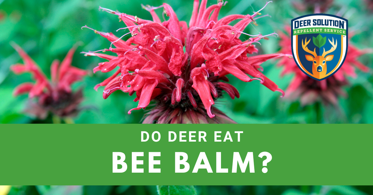 Do Deer Eat Bee Balm? Deer Solution®
