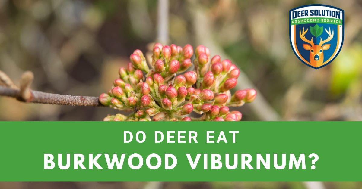 Do Deer Eat Burkwood Viburnum? Deer Solution®