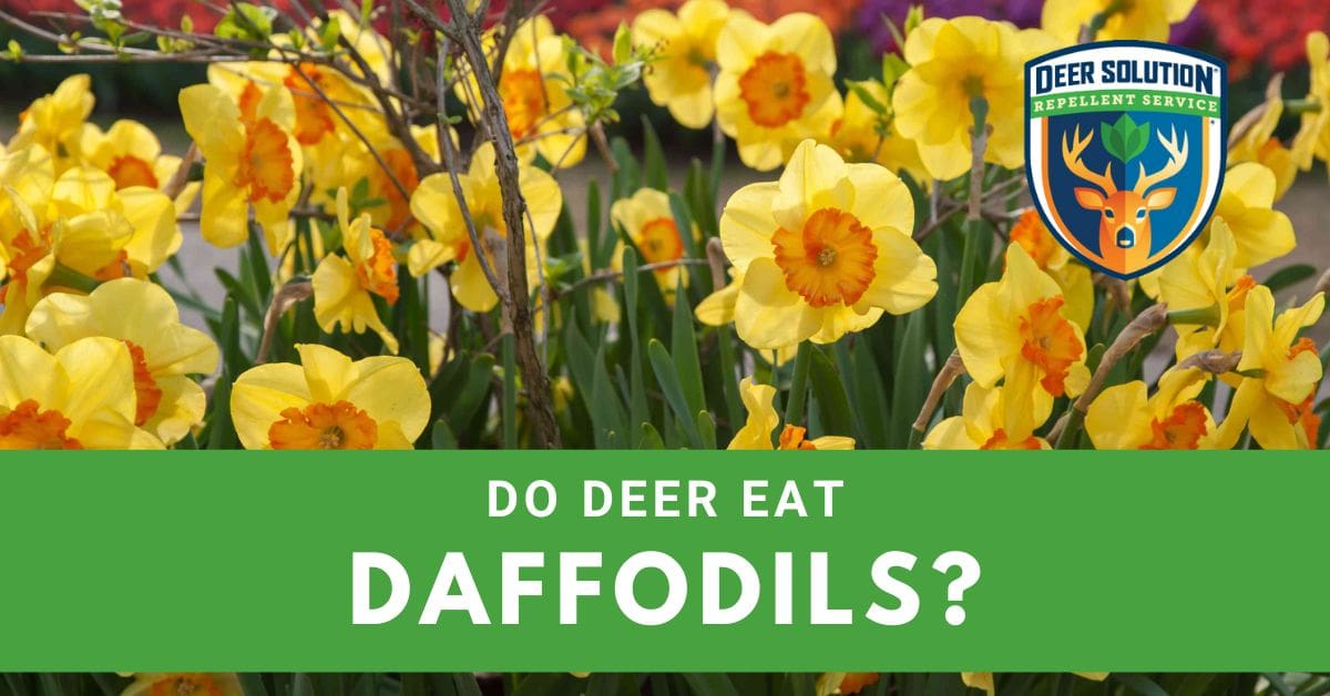 Do Deer Eat Daffodils? Deer Solution®