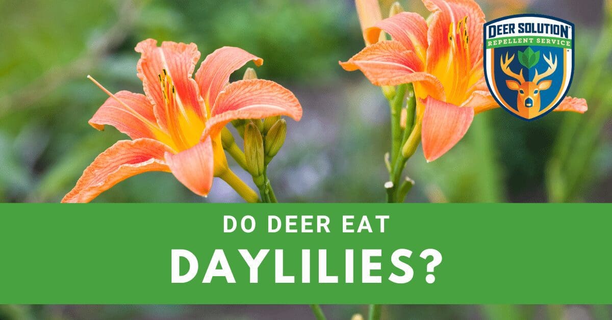 Do Deer Eat Daylilies? - Deer Solution®
