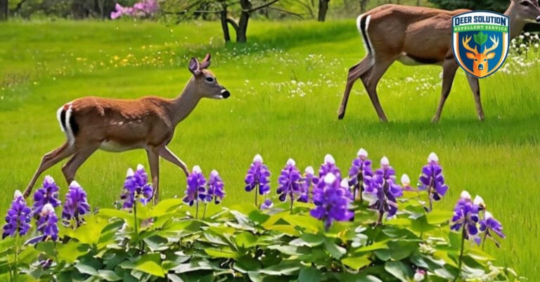 Lush garden with vibrant Canada violets, deer grazing peacefully, protected by Deer Solution's eco-friendly repellent.
