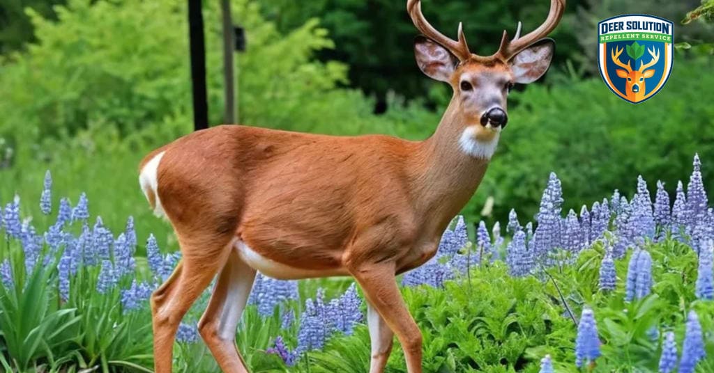 Lush garden with vibrant nigellas, birds, and butterflies - Deer Solution's eco-friendly repellent protects blooms