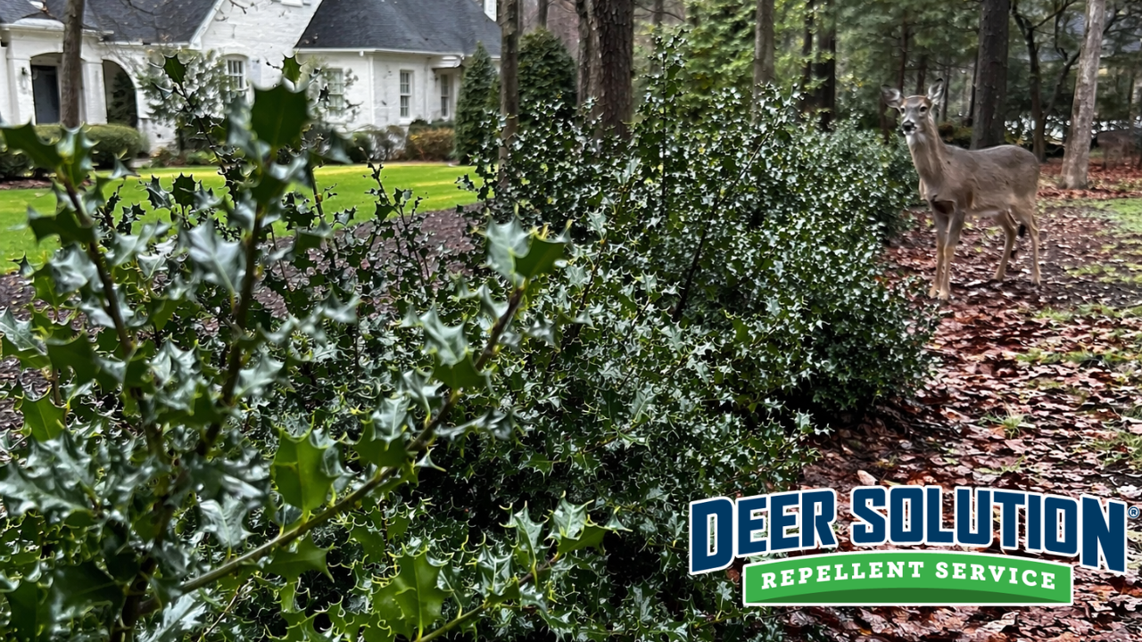 Deer standing by a holly hedge in a suburban yard with a white house in the background; Deer Solution Repellent Service logo in the bottom corner.