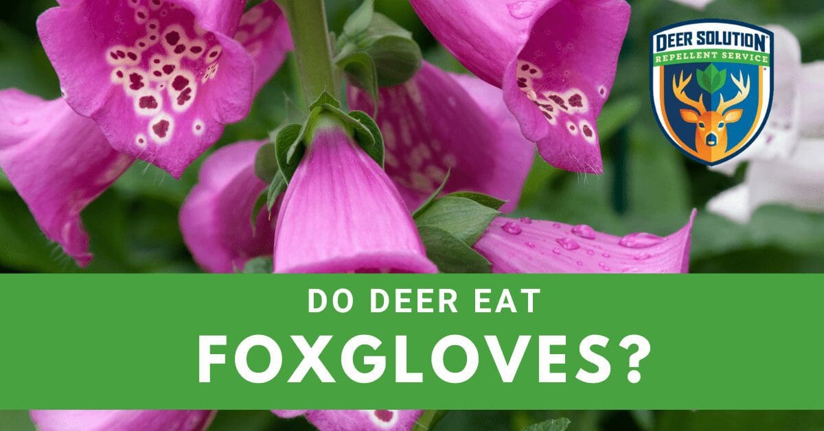 Do Deer Eat Foxgloves? - Deer Solution's Insightful Exploration