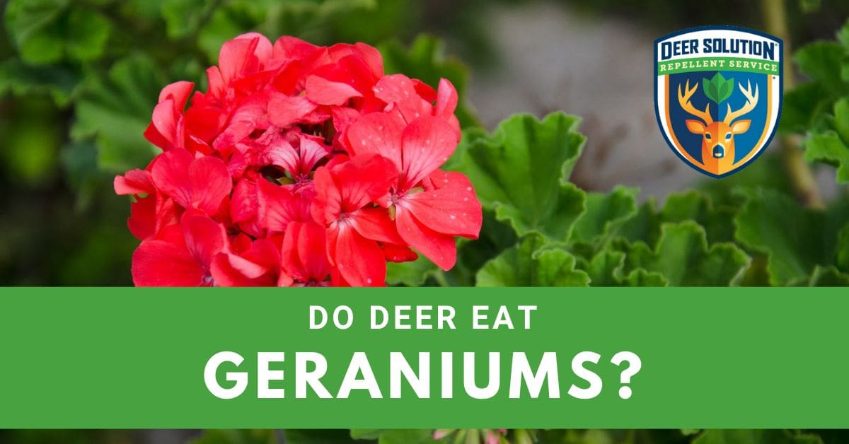 Do Deer Eat Geraniums? Deer Solution®