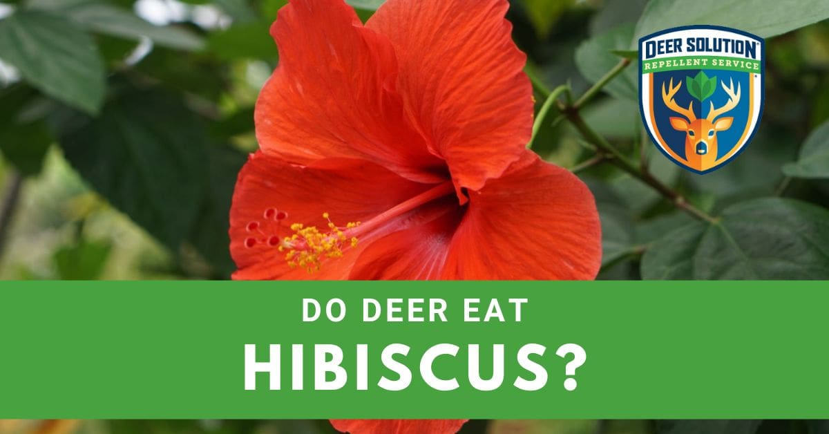 Do Deer Eat Hibiscus? Deer Solution®