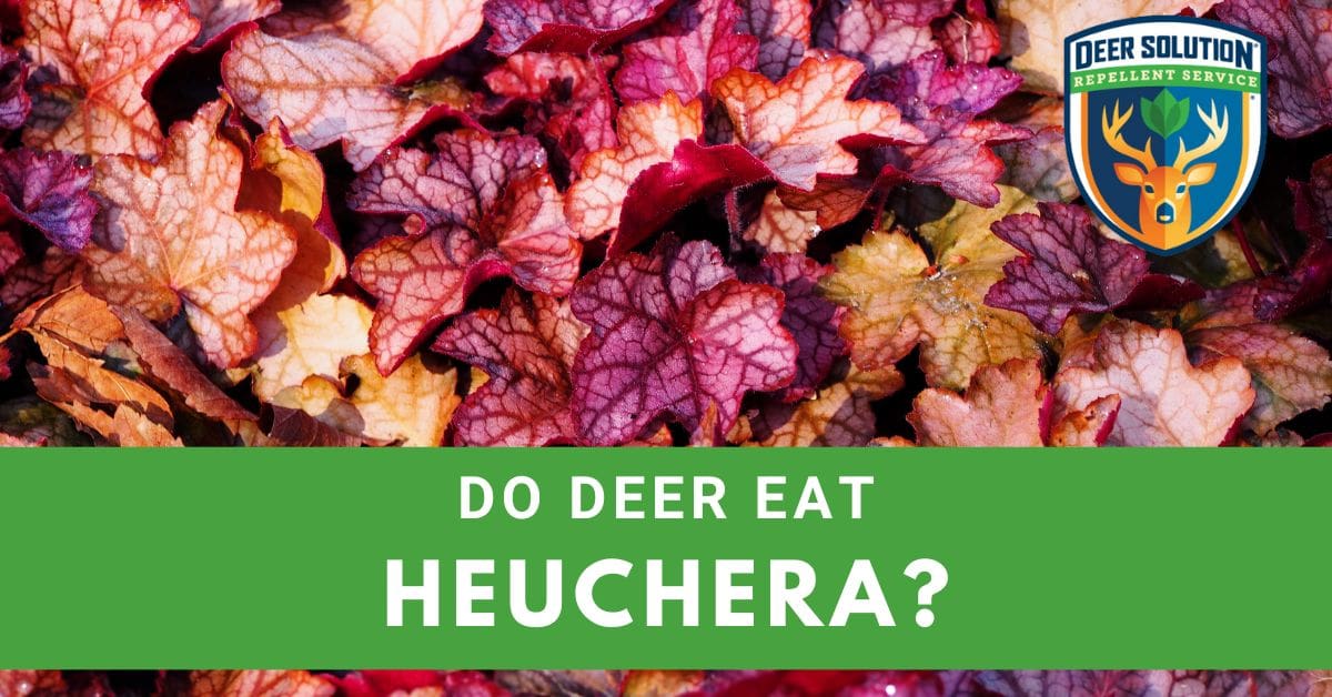 Do Deer Eat Heuchera? Deer Solution®