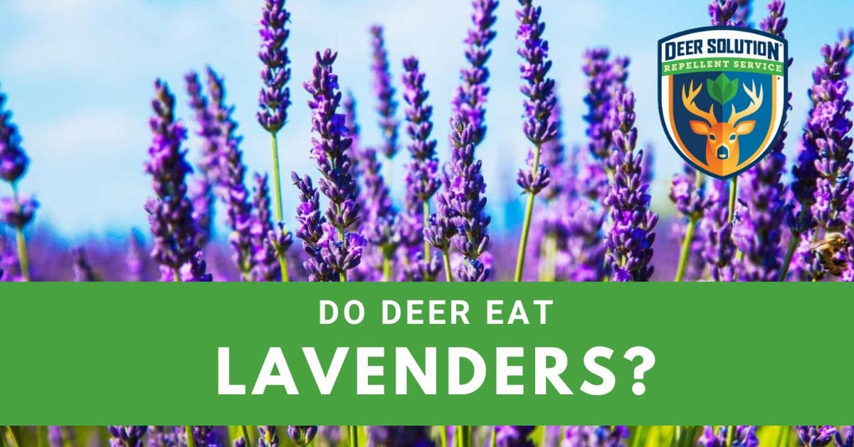 Do Deer Eat Lavender? Deer Solution®