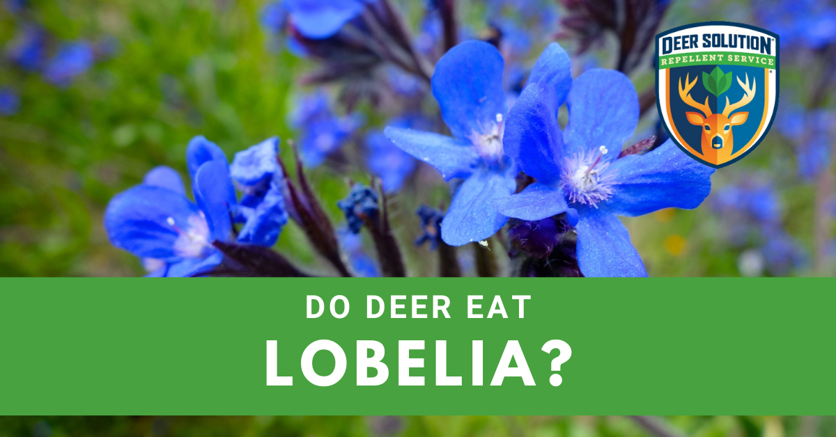 Do Deer Eat Lobelia? Deer Solution®