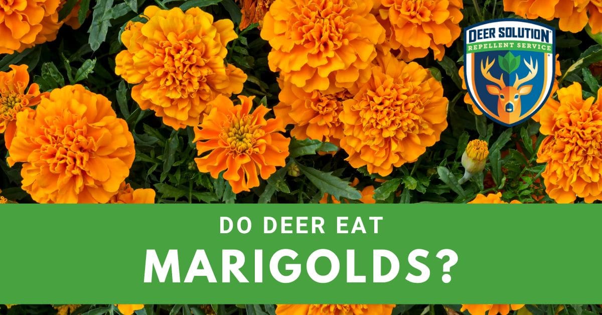 Do Deer Eat Marigolds? Deer Solution®