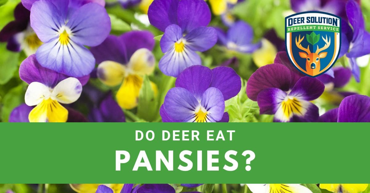 Do Deer Eat Pansies? Deer Solution®