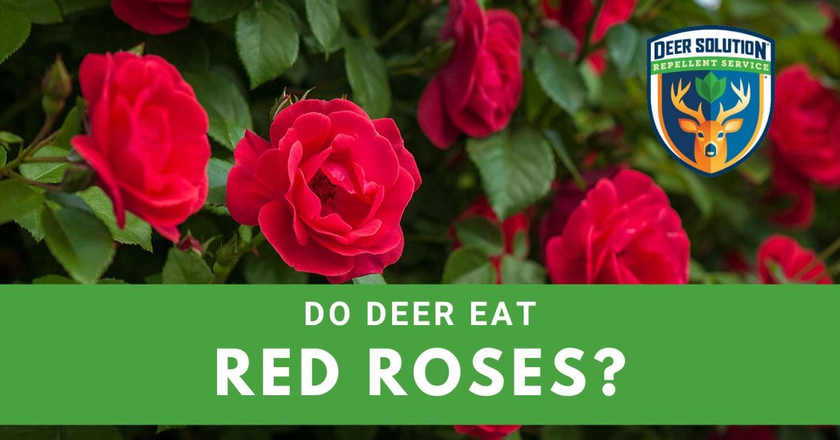 Do Deer Eat Roses? Deer Solution®