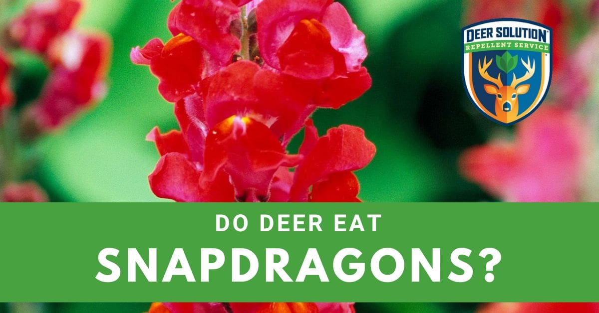 Do Deer Eat Snapdragons? Deer Solution®