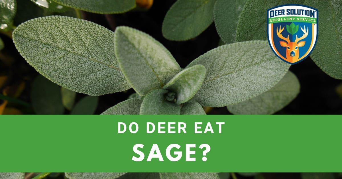 Deer Eating Habits Do They Consume Sage?