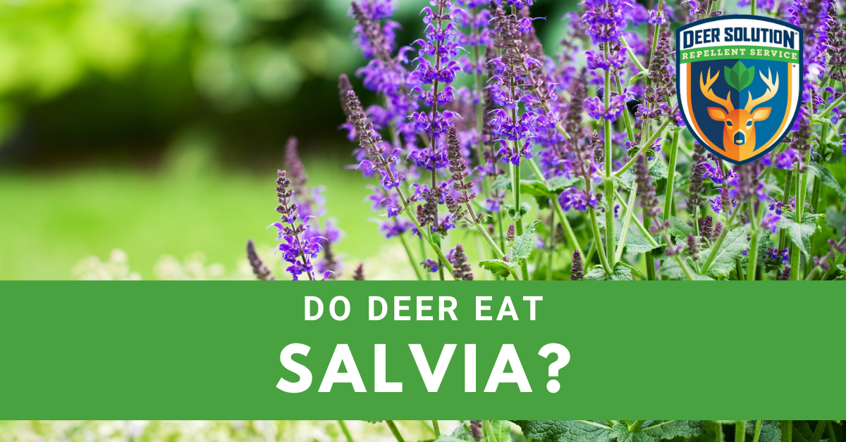 Do Deer Eat Salvia? Deer Solution®