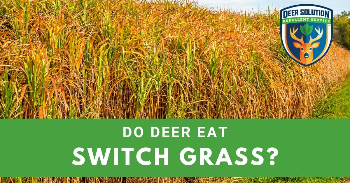 Do Deer Eat Switch Grasses? Deer Solution