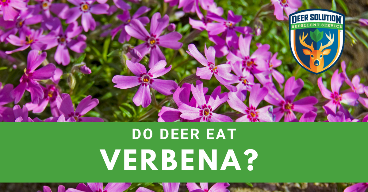 Do Deer Eat Verbena? Deer Solution®