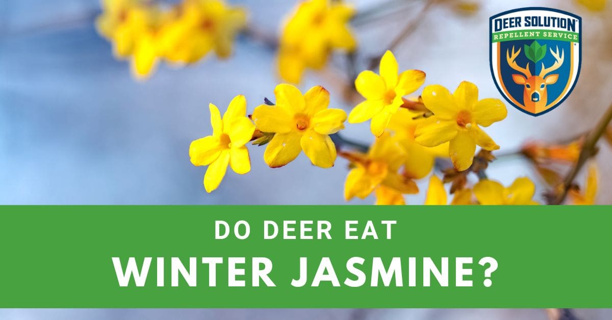 Deer Eating Habits Do They Consume Winter Jasmine?