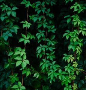 Dense green vines and foliage illustrating deer-eaten plants and Deer Solution protection.