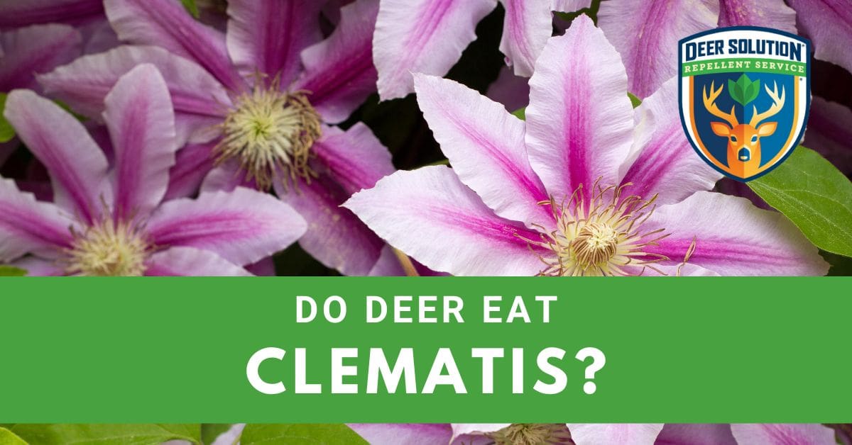 Do Deer Eat Clematises? Deer Solution