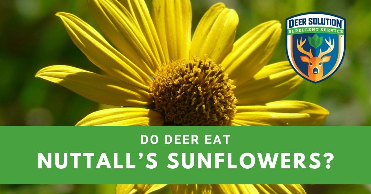 Do deer eat Nuttall’s Sunflowers? Deer Solution