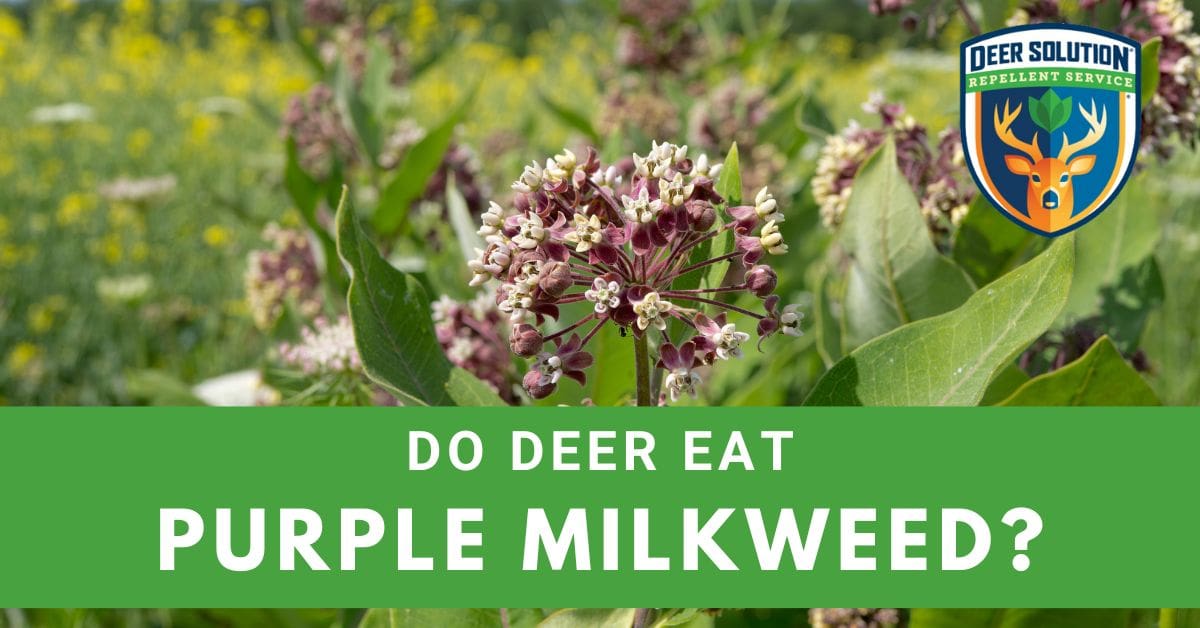 Do Deer Eat Purple Milkweeds? Deer Solution