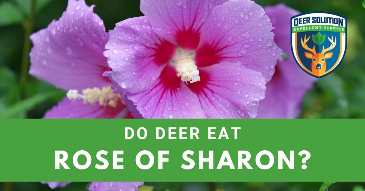 Do Deer Eat Roses of Sharon? Deer Solution