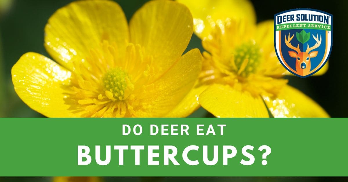 Do Deer Eat Buttercups? Deer Solution