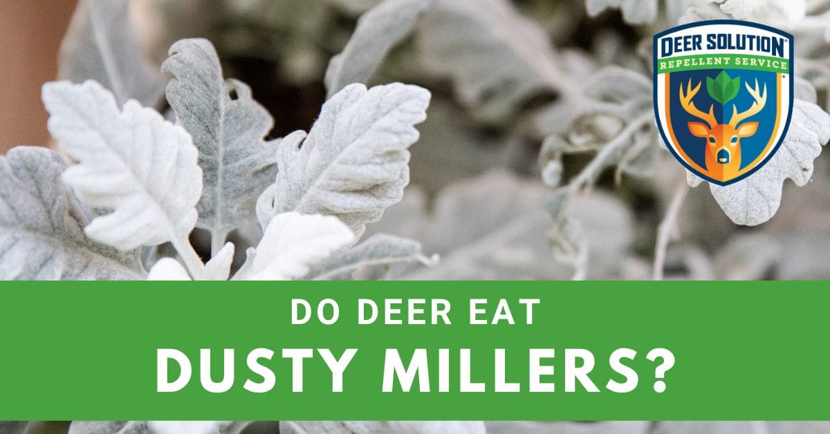 Do Deer Eat Dusty Millers? Deer Solution