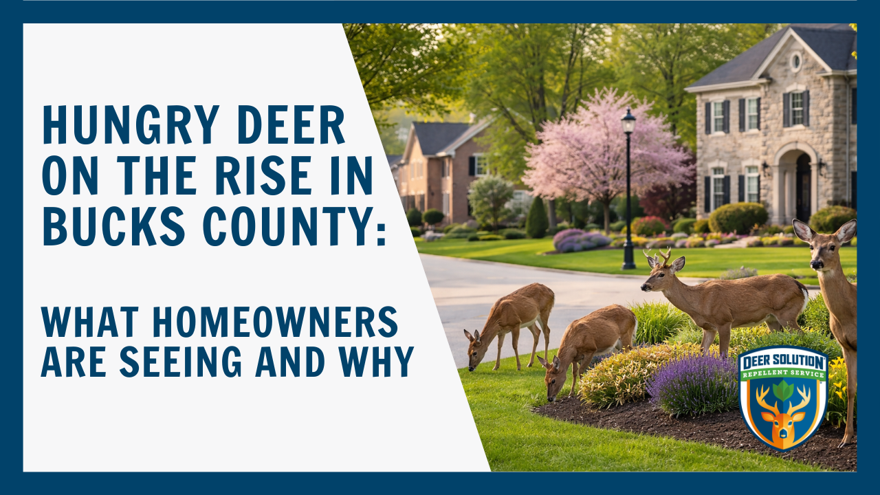 Hungry Deer on the Rise in Bucks County: What Homeowners Are Seeing and Why