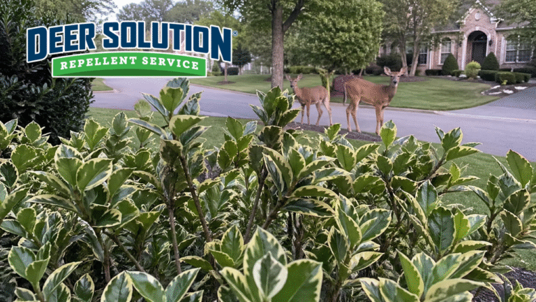 Alt Text Two deer standing near a suburban road behind a healthy variegated Euonymus shrub protected by Deer Solution repellent service.