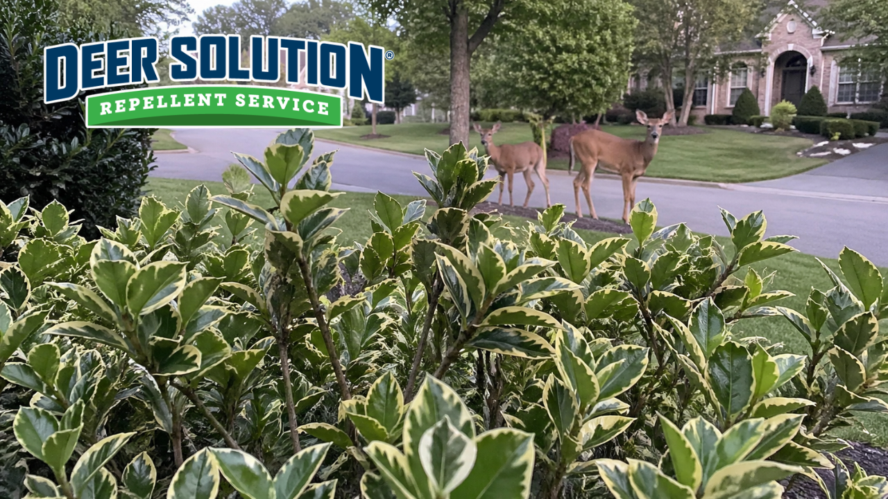 Alt Text Two deer standing near a suburban road behind a healthy variegated Euonymus shrub protected by Deer Solution repellent service.