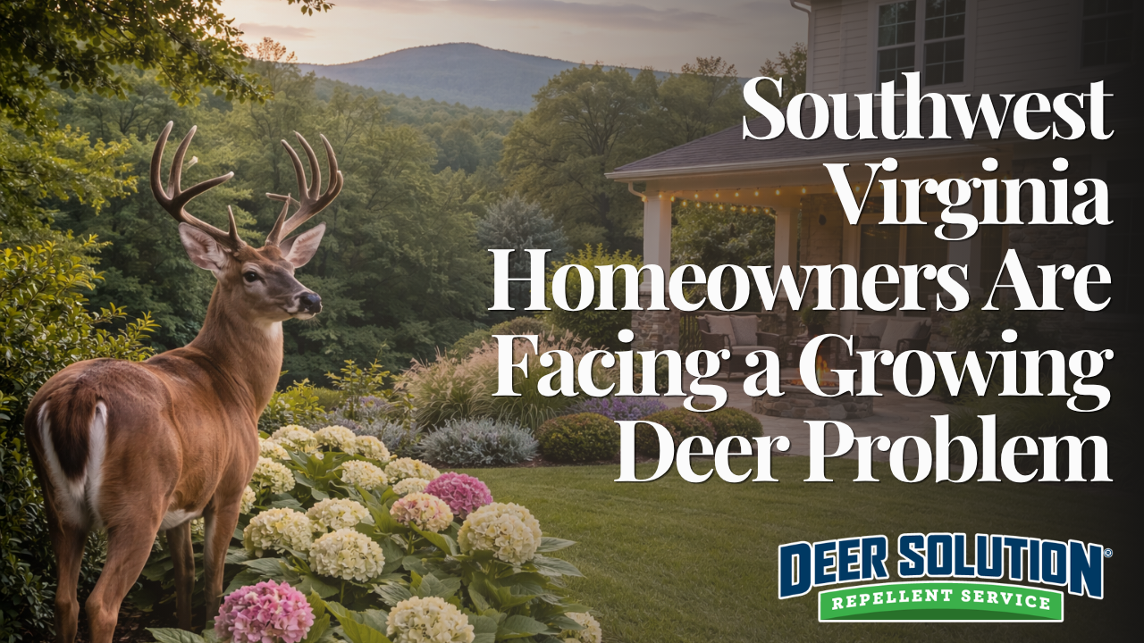 Southwest Virginia Homeowners Are Facing a Growing Deer Problem