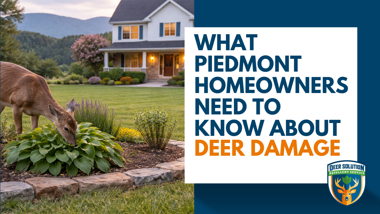 What Piedmont Homeowners Need to Know About Deer Damage