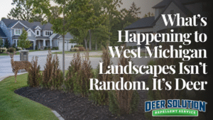 A deer standing next to brown, damaged Arborvitae shrubs in a West Michigan suburban neighborhood with text overlay explaining deer damage.
