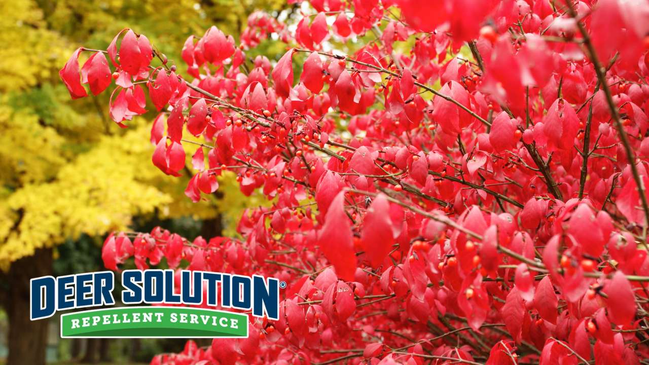 Vibrant red Burning Bush shrub in full fall color protected by Deer Solution repellent service
