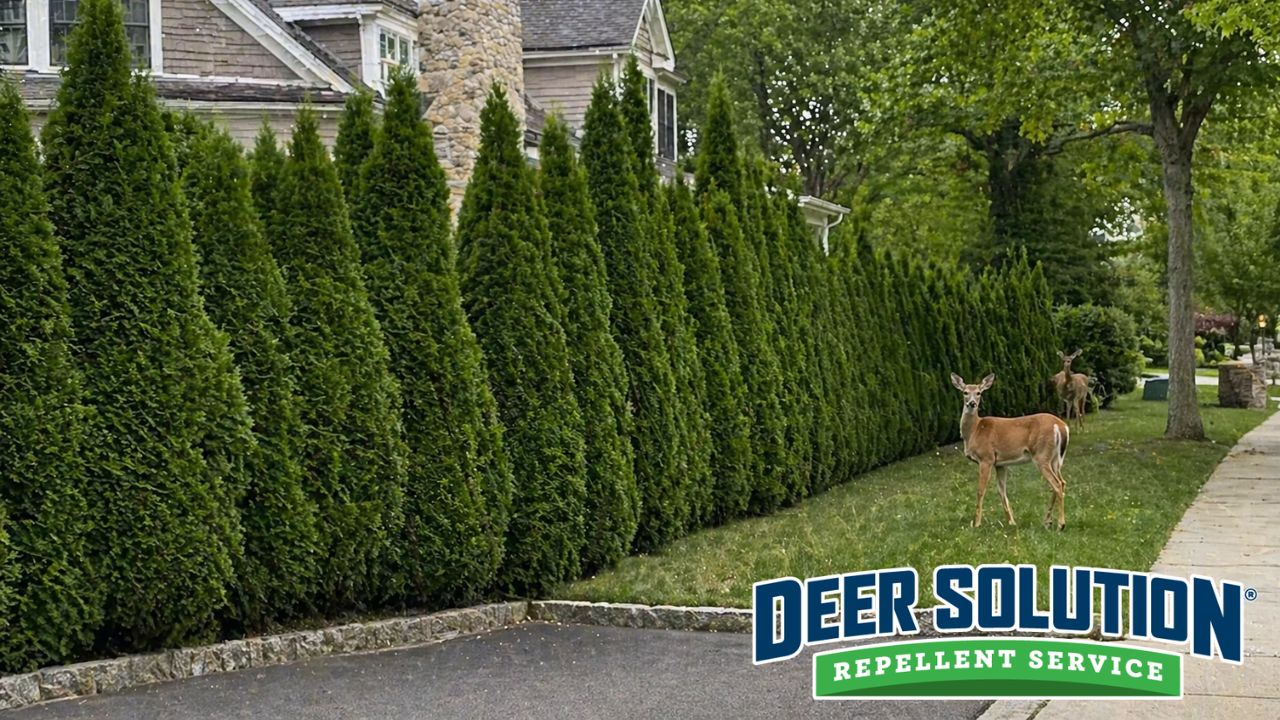 A row of healthy Green Giant Arborvitae trees providing a privacy screen with a deer nearby, protected by Deer Solution repellent.